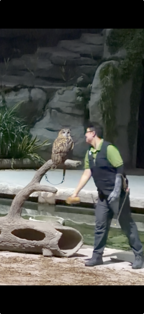 夜間動物園 Night Safari|初訪者必看!兼顧導覽車與「夜晚精靈秀」的最佳路線攻略