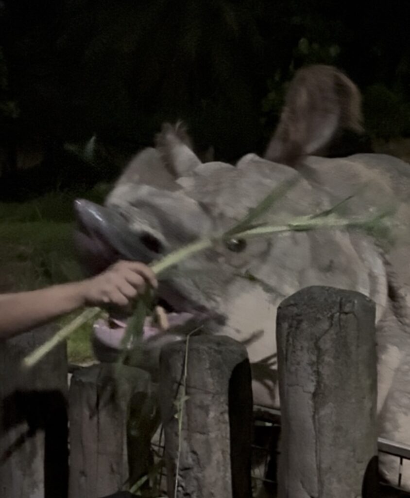 夜間動物園 Night Safari|初訪者必看!兼顧導覽車與「夜晚精靈秀」的最佳路線攻略